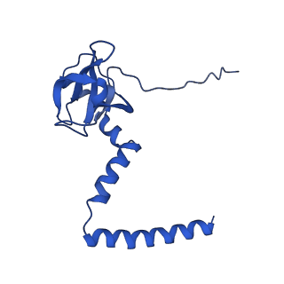 0374_6n8o_O_v1-1
Cryo-EM structure of Rpl10-inserted (RI) pre-60S ribosomal subunit