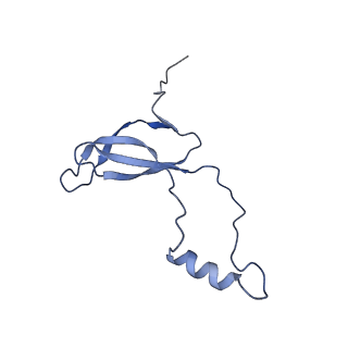 0374_6n8o_Q_v1-1
Cryo-EM structure of Rpl10-inserted (RI) pre-60S ribosomal subunit