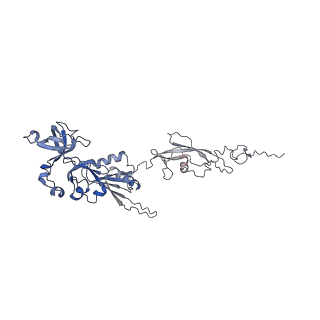0374_6n8o_V_v1-1
Cryo-EM structure of Rpl10-inserted (RI) pre-60S ribosomal subunit