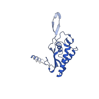 0374_6n8o_c_v1-1
Cryo-EM structure of Rpl10-inserted (RI) pre-60S ribosomal subunit