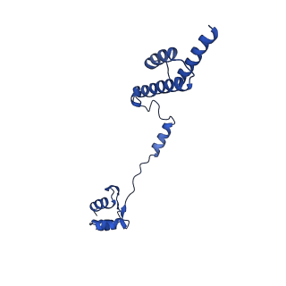 0374_6n8o_e_v1-1
Cryo-EM structure of Rpl10-inserted (RI) pre-60S ribosomal subunit