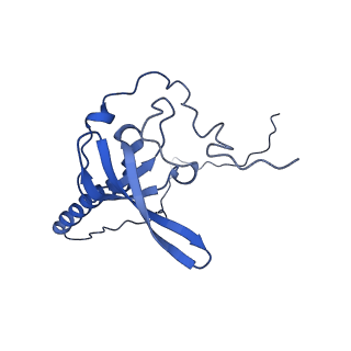 0374_6n8o_g_v1-1
Cryo-EM structure of Rpl10-inserted (RI) pre-60S ribosomal subunit