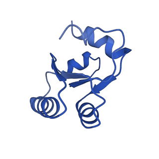 0374_6n8o_p_v1-1
Cryo-EM structure of Rpl10-inserted (RI) pre-60S ribosomal subunit