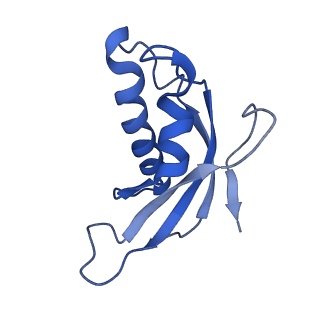 0374_6n8o_q_v1-1
Cryo-EM structure of Rpl10-inserted (RI) pre-60S ribosomal subunit