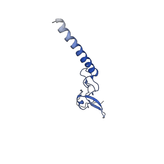 0374_6n8o_t_v1-1
Cryo-EM structure of Rpl10-inserted (RI) pre-60S ribosomal subunit