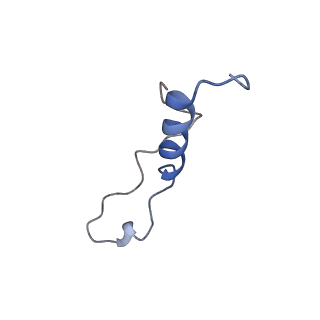 0374_6n8o_y_v1-1
Cryo-EM structure of Rpl10-inserted (RI) pre-60S ribosomal subunit