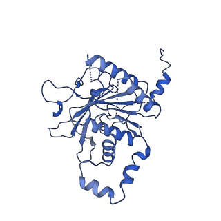 0380_6n9v_B_v1-1
Structure of bacteriophage T7 lagging-strand DNA polymerase (D5A/E7A) and gp4 (helicase/primase) bound to DNA including RNA/DNA hybrid, and an incoming dTTP (LagS1)
