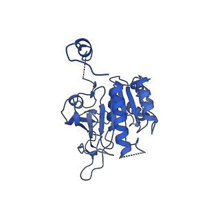 0380_6n9v_D_v1-1
Structure of bacteriophage T7 lagging-strand DNA polymerase (D5A/E7A) and gp4 (helicase/primase) bound to DNA including RNA/DNA hybrid, and an incoming dTTP (LagS1)