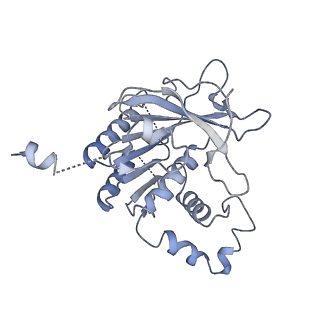 0381_6n9w_D_v1-1
Structure of bacteriophage T7 lagging-strand DNA polymerase (D5A/E7A) and gp4 (helicase/primase) bound to DNA including RNA/DNA hybrid, and an incoming dTTP (LagS2)
