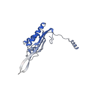 24269_7nac_P_v1-3
State E2 nucleolar 60S ribosomal biogenesis intermediate - Composite model