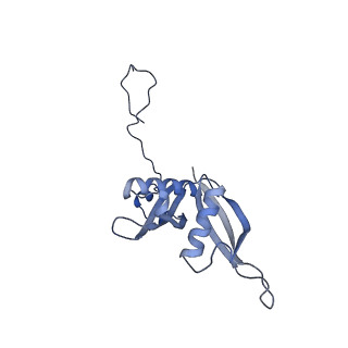 24269_7nac_S_v1-3
State E2 nucleolar 60S ribosomal biogenesis intermediate - Composite model