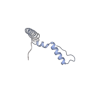 12261_7nbu_U_v2-1
Structure of the HigB1 toxin mutant K95A from Mycobacterium tuberculosis (Rv1955) and its target, the cspA mRNA, on the E. coli Ribosome.