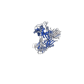 12274_7nd3_B_v1-3
EM structure of SARS-CoV-2 Spike glycoprotein in complex with COVOX-40 Fab