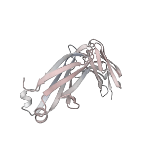 12282_7ndb_L_v1-2
EM structure of SARS-CoV-2 Spike glycoprotein in complex with COVOX-253H165L Fab