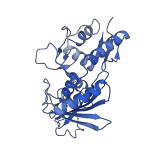 9191_6ne0_C_v1-6
Structure of double-stranded target DNA engaged Csy complex from Pseudomonas aeruginosa (PA-14)