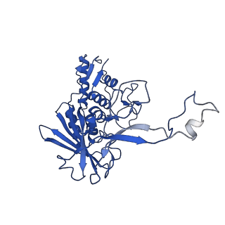 9191_6ne0_G_v1-6
Structure of double-stranded target DNA engaged Csy complex from Pseudomonas aeruginosa (PA-14)
