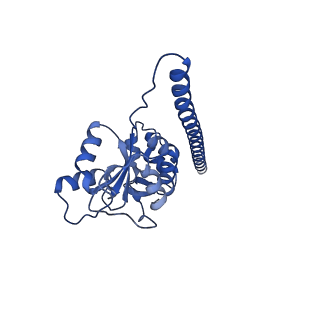 12303_7nfx_F_v1-0
Mammalian ribosome nascent chain complex with SRP and SRP receptor in early state A