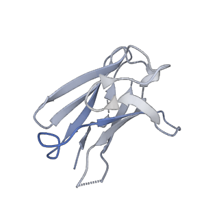7884_6nf5_L_v1-2
BG505 MD64 N332-GT5 SOSIP trimer in complex with BG18-like precursor HMP1 fragmentantigen binding and base-binding RM20A3 fragment antigen binding