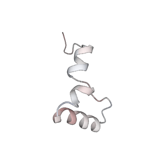 3640_5ngm_A2_v1-3
2.9S structure of the 70S ribosome composing the S. aureus 100S complex