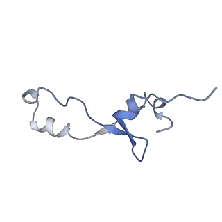 3640_5ngm_A3_v1-3
2.9S structure of the 70S ribosome composing the S. aureus 100S complex
