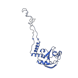 3640_5ngm_AE_v1-3
2.9S structure of the 70S ribosome composing the S. aureus 100S complex