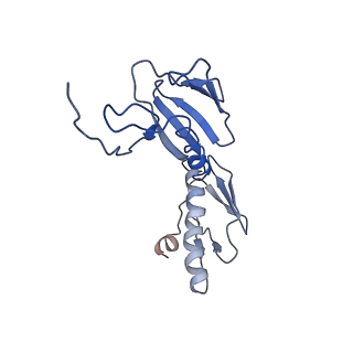 3640_5ngm_AG_v1-3
2.9S structure of the 70S ribosome composing the S. aureus 100S complex