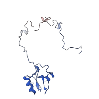 3640_5ngm_AJ_v1-3
2.9S structure of the 70S ribosome composing the S. aureus 100S complex