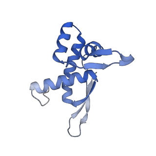 3640_5ngm_AL_v1-3
2.9S structure of the 70S ribosome composing the S. aureus 100S complex