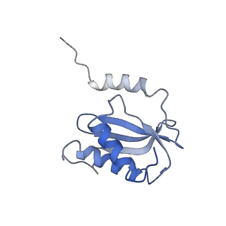 3640_5ngm_AM_v1-3
2.9S structure of the 70S ribosome composing the S. aureus 100S complex