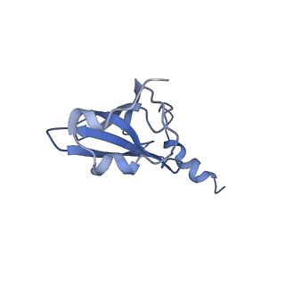 3640_5ngm_AN_v1-3
2.9S structure of the 70S ribosome composing the S. aureus 100S complex