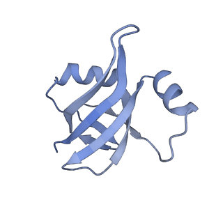 3640_5ngm_AT_v1-3
2.9S structure of the 70S ribosome composing the S. aureus 100S complex