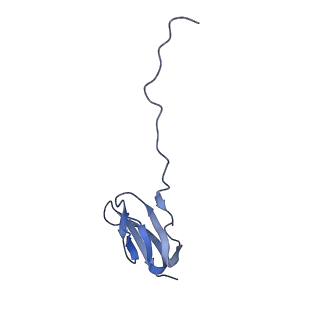 3640_5ngm_AU_v1-3
2.9S structure of the 70S ribosome composing the S. aureus 100S complex