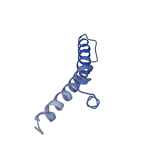 3640_5ngm_AW_v1-3
2.9S structure of the 70S ribosome composing the S. aureus 100S complex