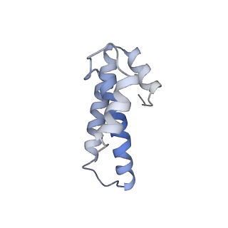 3640_5ngm_Ao_v1-3
2.9S structure of the 70S ribosome composing the S. aureus 100S complex