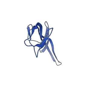 12333_7nhm_U_v1-1
70S ribosome from Staphylococcus aureus