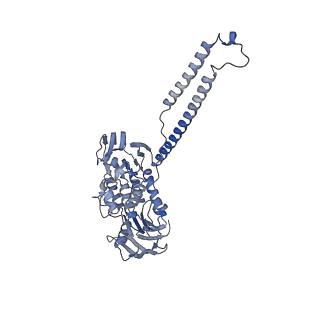 12334_7nhn_0_v1-1
VgaL, an antibiotic resistance ABCF, in complex with 70S ribosome from Listeria monocytogenes