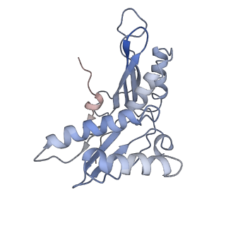 3656_5njt_C_v1-4
Structure of the Bacillus subtilis hibernating 100S ribosome reveals the basis for 70S dimerization.