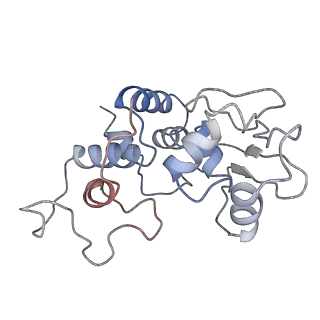 3656_5njt_D_v1-4
Structure of the Bacillus subtilis hibernating 100S ribosome reveals the basis for 70S dimerization.
