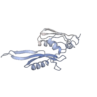3656_5njt_E_v1-4
Structure of the Bacillus subtilis hibernating 100S ribosome reveals the basis for 70S dimerization.