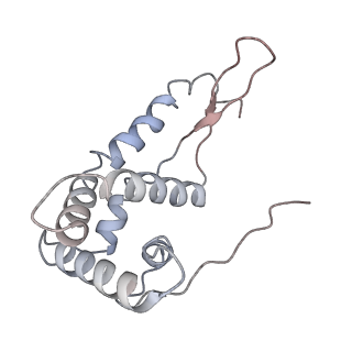 3656_5njt_G_v1-4
Structure of the Bacillus subtilis hibernating 100S ribosome reveals the basis for 70S dimerization.