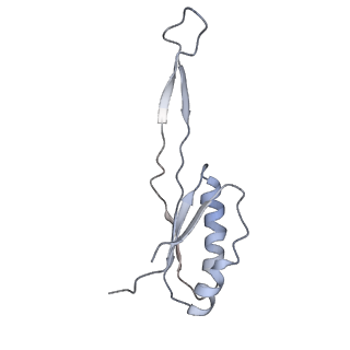 3656_5njt_J_v1-4
Structure of the Bacillus subtilis hibernating 100S ribosome reveals the basis for 70S dimerization.