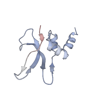 3656_5njt_P_v1-4
Structure of the Bacillus subtilis hibernating 100S ribosome reveals the basis for 70S dimerization.