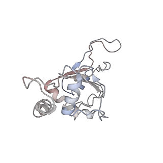 3656_5njt_Z_v1-4
Structure of the Bacillus subtilis hibernating 100S ribosome reveals the basis for 70S dimerization.