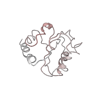 3656_5njt_b_v1-4
Structure of the Bacillus subtilis hibernating 100S ribosome reveals the basis for 70S dimerization.