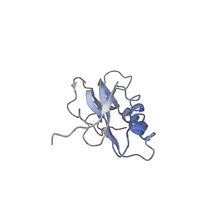 3656_5njt_f_v1-4
Structure of the Bacillus subtilis hibernating 100S ribosome reveals the basis for 70S dimerization.