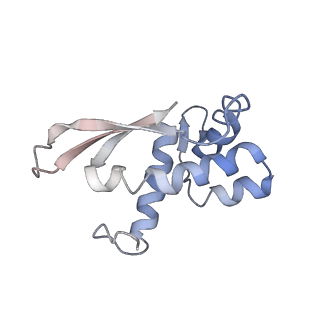3656_5njt_g_v1-4
Structure of the Bacillus subtilis hibernating 100S ribosome reveals the basis for 70S dimerization.