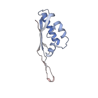 3656_5njt_l_v1-4
Structure of the Bacillus subtilis hibernating 100S ribosome reveals the basis for 70S dimerization.