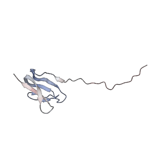 3656_5njt_o_v1-4
Structure of the Bacillus subtilis hibernating 100S ribosome reveals the basis for 70S dimerization.