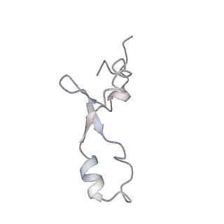 3656_5njt_s_v1-4
Structure of the Bacillus subtilis hibernating 100S ribosome reveals the basis for 70S dimerization.