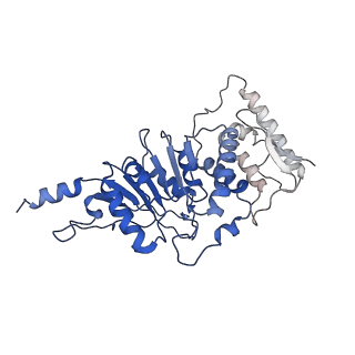 9384_6nj9_K_v1-3
Active state Dot1L bound to the H2B-Ubiquitinated nucleosome, 2-to-1 complex